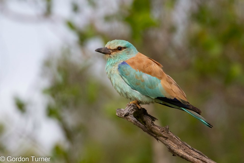 <h2>The Best of South Africa Escorted 2023</h2> 14 Nights | 6 Rounds | March 11 - 25